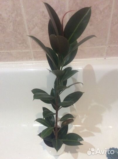 Фикус каучуконосный