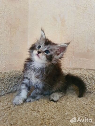 Мейн-кун котенок девочка