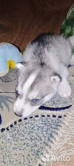 Щенки хаски