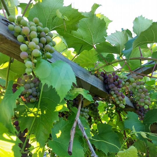 Дача 36 м² на участке 12,5 сот.