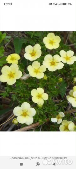 Гортензия, спирея, лапчатка