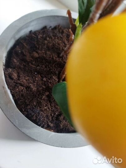 Искусственные цветы лимон, папоротник IKEA