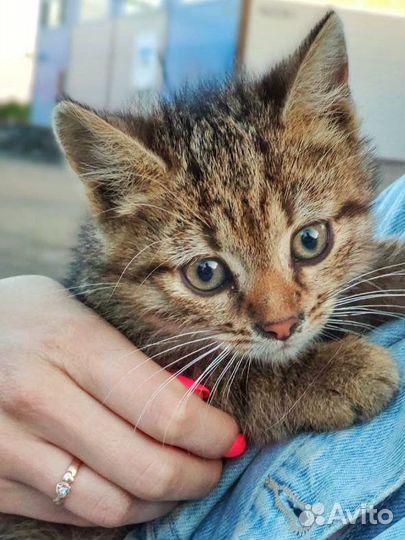 Котята-автомеханики (2,5 месяца)