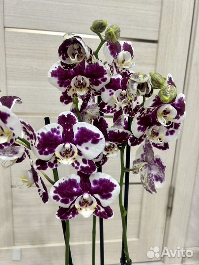 Орхидея фаленопсис