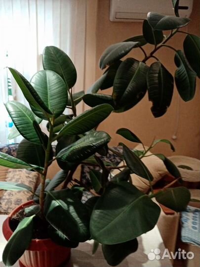 Фикус каучуконосный большой