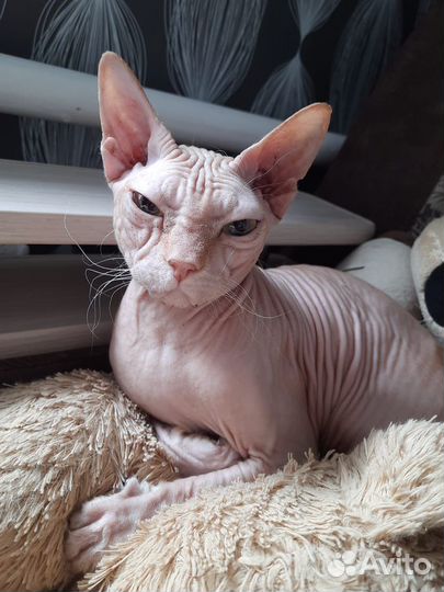 Донской сфинкс