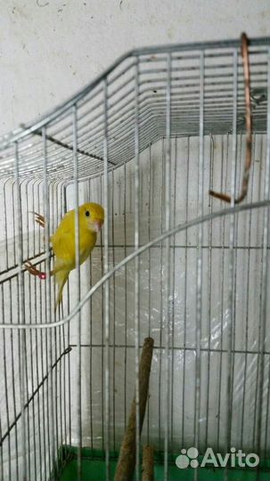 Канарейки и амадины