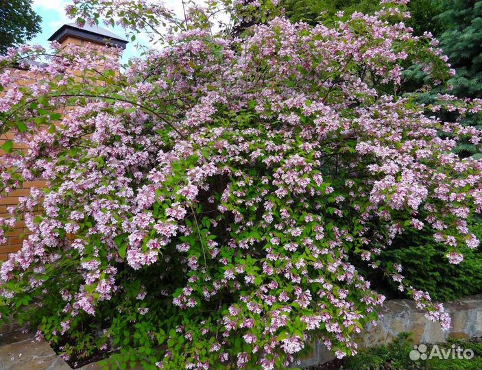 Кольквиция прелестная