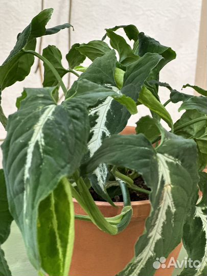 Сингониум Вендлэнда