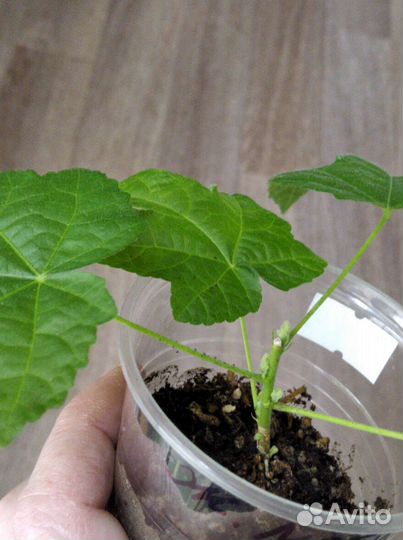 Абутилон карликовый