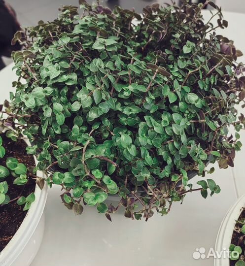 Комнатные растения цветы