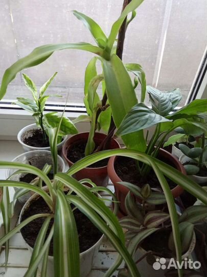 Комнатные цветы