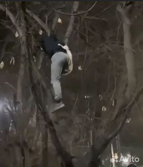 Снять Кошку с дерева 24/7