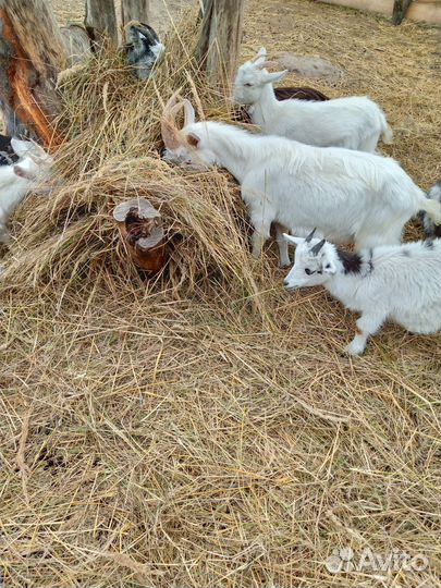 Козлята и козы