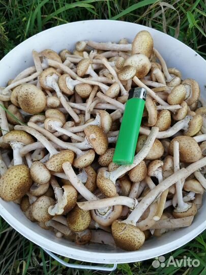 Опята мелкие