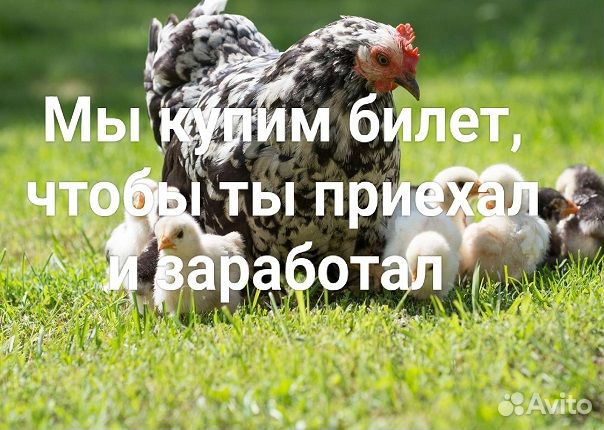 Обработчик мяса птицы/Вахта без опыта