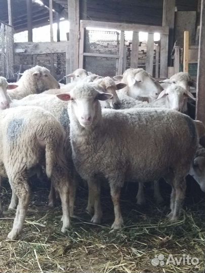 Овцы и ягнята на убой