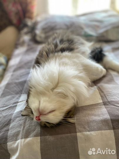 Кошечка Кассандра в добрые руки