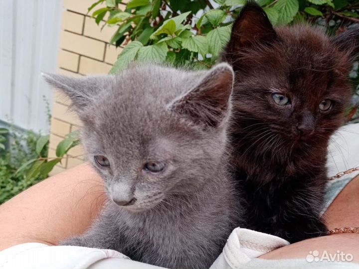 Кот в добрые руки даром