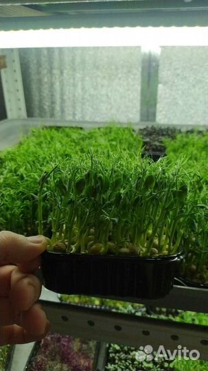 Микрозелень