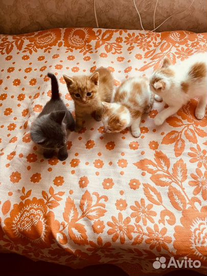 Котята отдам бесплатно