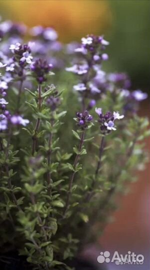 Чабрец (тимьян)