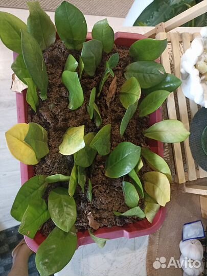 Замиокулькас