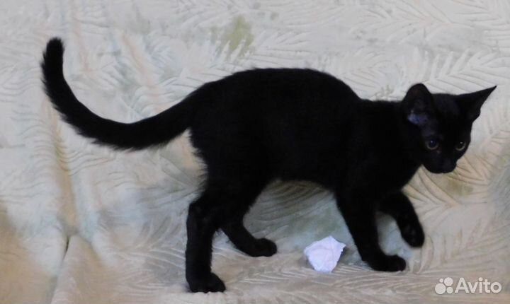 Кошечка девочка,3 месяца