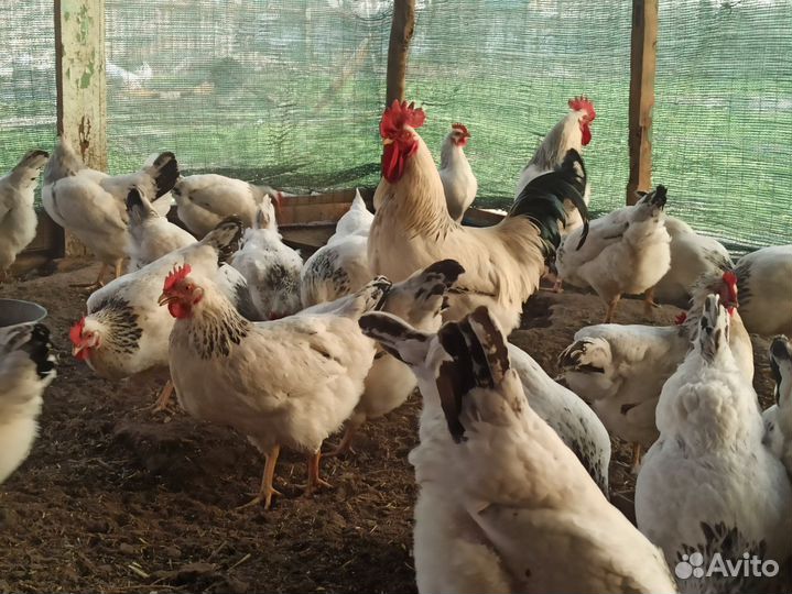 Инкубационное яйцо адлерская серебристая