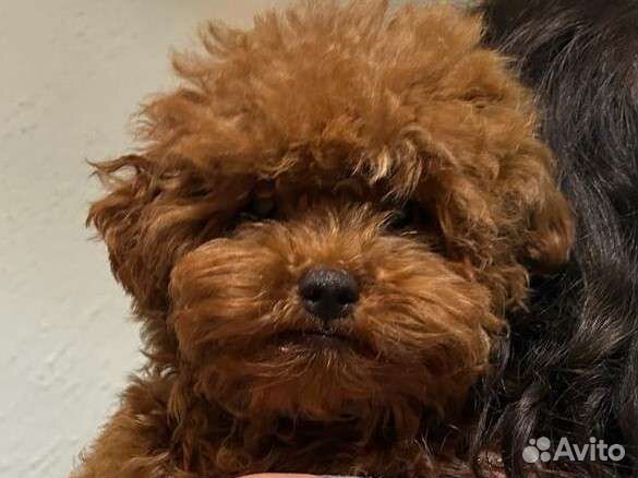 Тедди мальтипу Китай