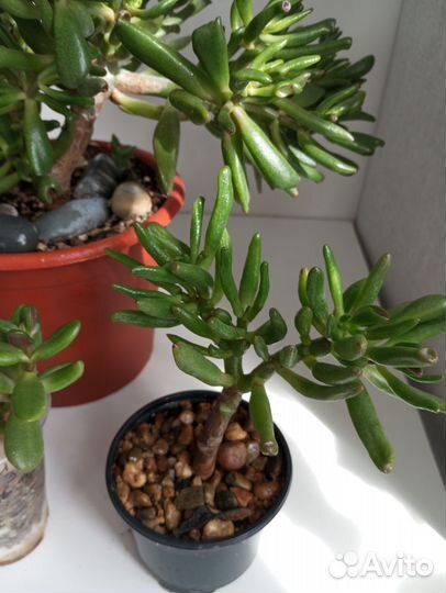 Крассула Хоббита, адениум