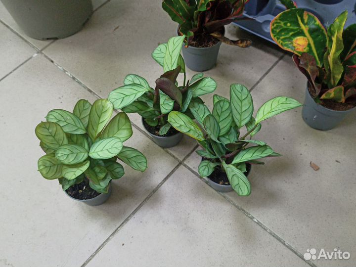 Ктенанта Амагрис