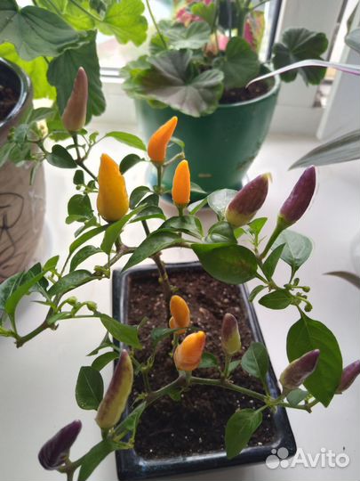 Перец комнатный декоративный