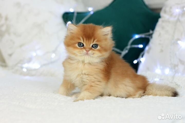 Котята британская золотая шиншилла