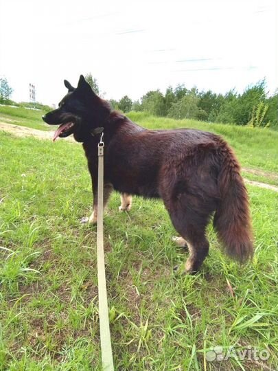 Собака из приюта Мусенька ищет дом