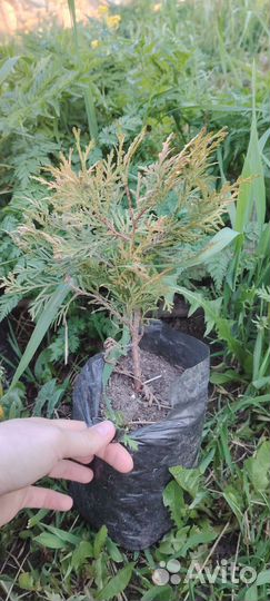 Туя саженцы