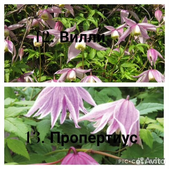 Клематис 1.5-2 года (цены и сорта в описании)