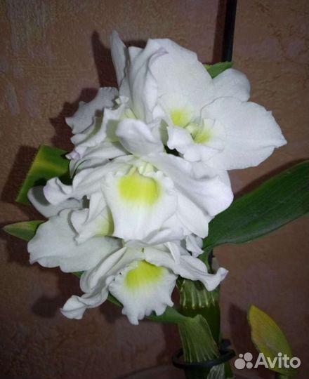 Дендробиум черенок