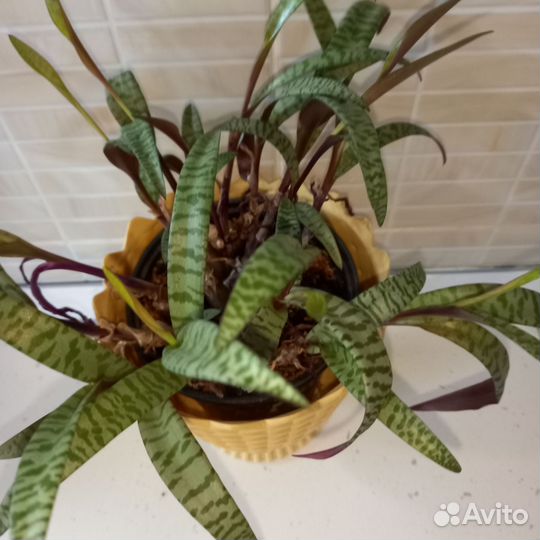 Комнатные цветы