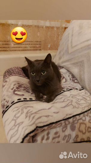 Кот бесплатно