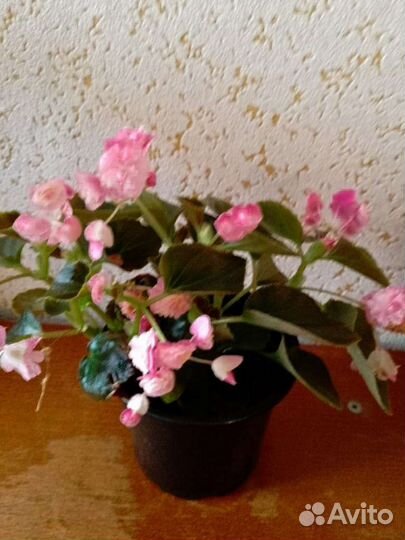 Комнатные цветы