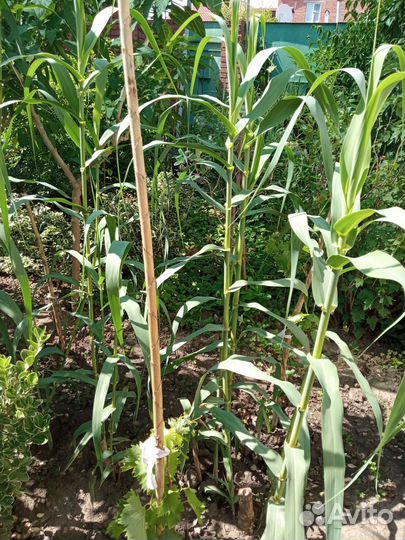 Банан, Бамбук