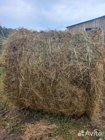 Сено в рулонах