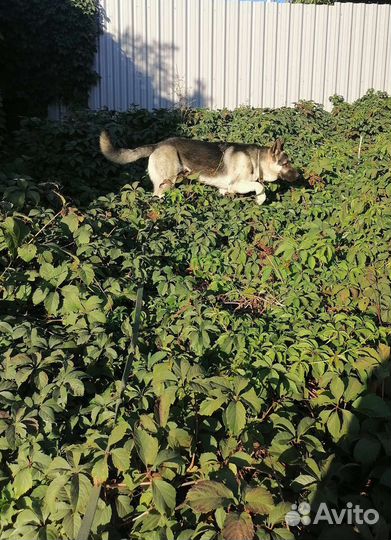 Вязка вео кобель