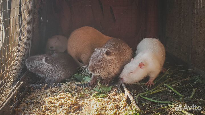 Ратолог с выездом на дом