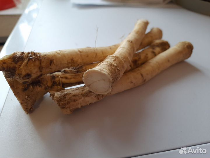 Корень хрена