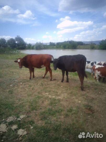 Бычки и телки