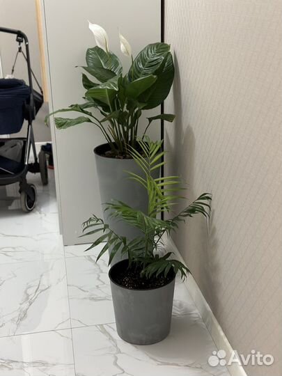 Спатифиллум