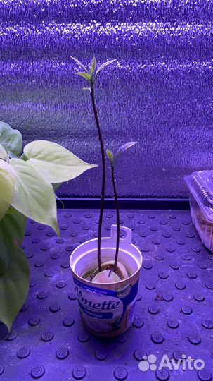 Авокадо растение