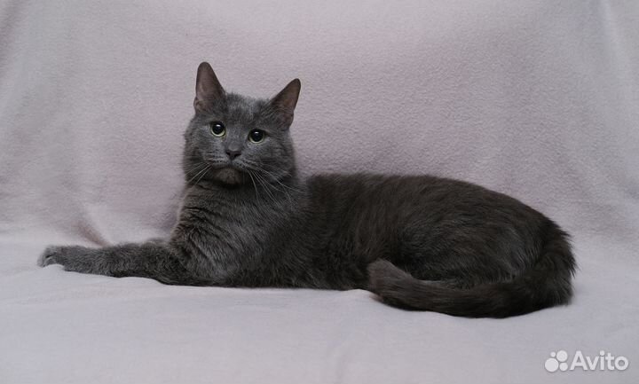 Котик Умка ищет дом